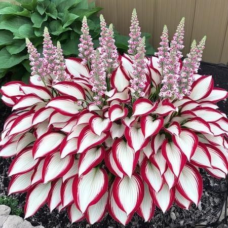 🔥 Premium Hosta Flower Seeds + Organic Pot mix Free (Direct From Japan)